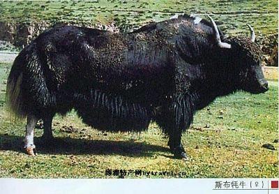 牦牛肉西藏特产麻辣 西藏特产牦牛肉干品牌