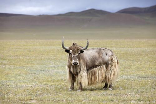 西藏特产牛肉是真的吗 西藏的手工牛肉是生的还是熟的