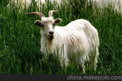 巴基斯坦特产的山羊怎么样 巴基斯坦山羊中国有养的吗