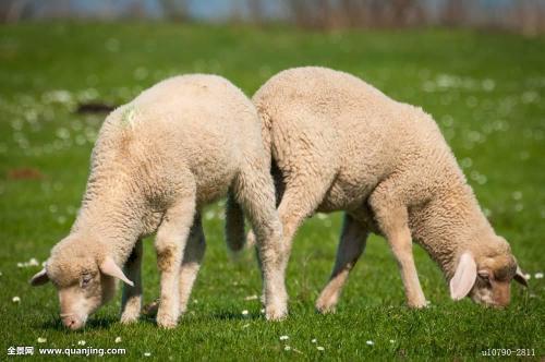 中国十大绵羊特产 中国最大的绵羊产地