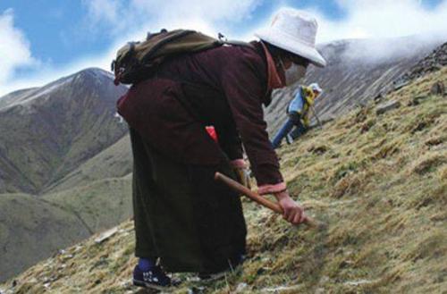 西藏特产的干虫草花哪里的最好 虫草花是哪里特产
