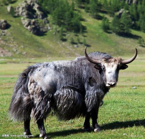 西藏土特产牦牛肉干直播 