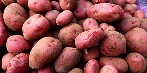 土豆粉条是哪里特产 哪里盛产土豆粉条