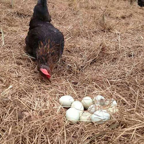 安徽特产鸡蛋叫啥名 安徽的鸡蛋是从哪里发过来的