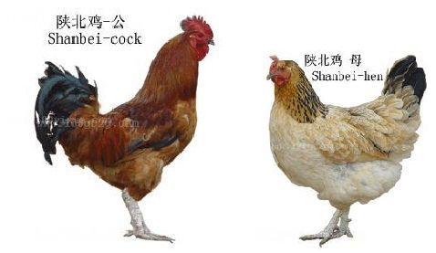 越南特产鸡品种 