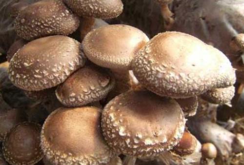 湖北省特产香菇 全国各地的特产香菇