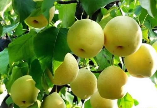 广宁特产梨 梨的特产有哪些