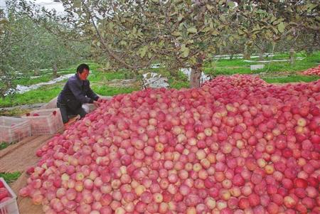 静宁苹果特产大全 静宁县哪个镇苹果最好