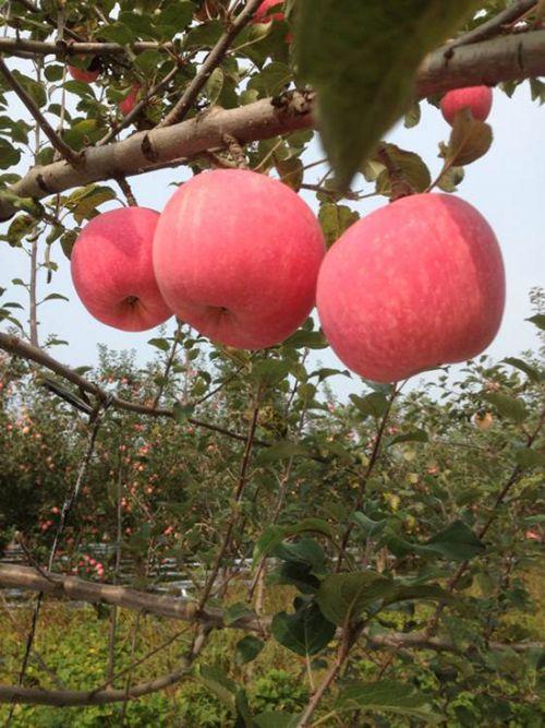 山东的富士苹果是哪里的特产 山东栖霞富士苹果好吃吗