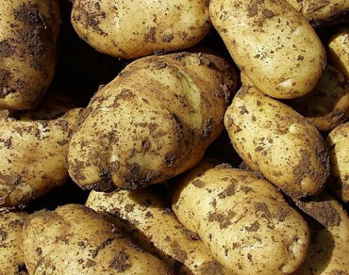 马铃薯干是哪里特产 土豆蒸熟后晒干是哪里的特产