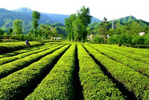 国内特产绿茶是哪个地方 
