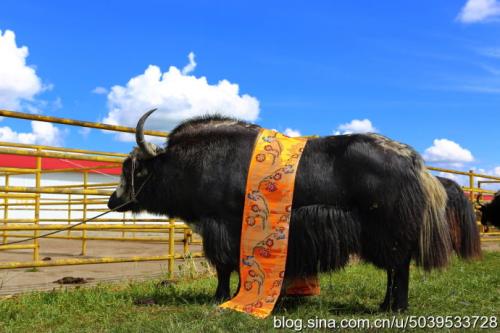西藏特产牦牛肉干高原珍品直播 牦牛肉干西藏正宗1斤装