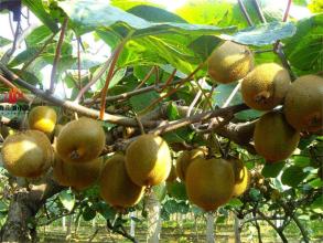 陇南花桥村土特产是什么水果 陇南特产有哪些值得买的水果