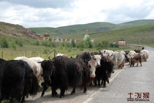 昌都特产牦牛肉干图片 西藏特产牦牛肉干哪里买