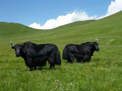 东木雅高原特产 青藏高原的特产有什么