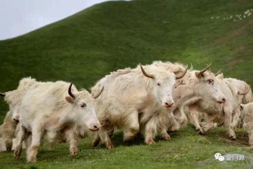 真假牦牛肉干西藏特产 牦牛肉干西藏特产正品