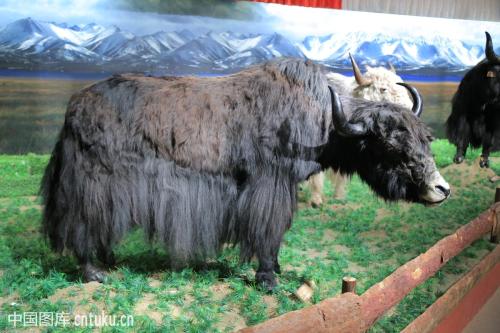 西藏特产方块牦牛肉干 西藏特产牦牛肉干购买推荐