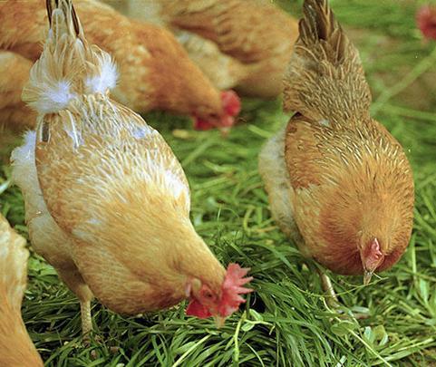 农村散养土鸡土特产是什么 农村散养土鸡的优点