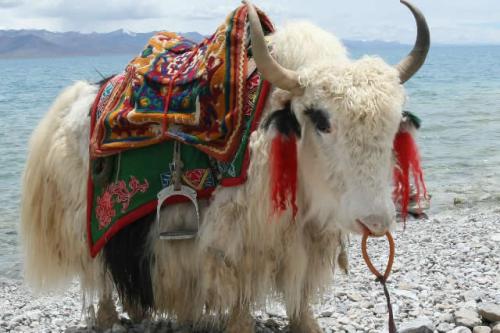 牦牛的奶做的特产 藏民怎么做风干牦牛肉