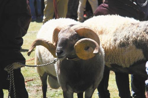 蒙古特产什么羊 蒙古国羊便宜吗