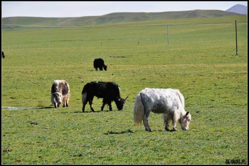纯手工土特产牦牛 西藏特产牦牛干多少钱一斤