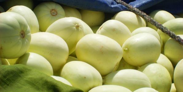 土特产哈密洋香瓜特点 新疆哈密香瓜怎么种植