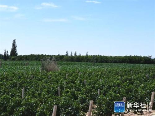 安徽萧县的特产葡萄品种 萧县葡萄的起源