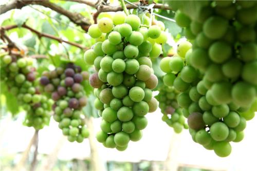 北戴河葡萄特产介绍 葡萄特产哪种最便宜