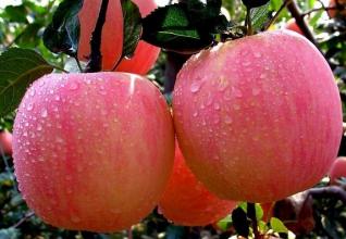 红富士是哪里的苹果特产 红富士苹果发源地在哪里