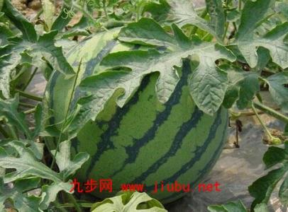 肥东特产西瓜种子介绍 安徽哪些地方产黄西瓜
