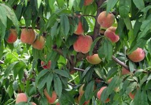 红富士苹果来自哪里的特产 我国哪里出产的红富士苹果最好吃