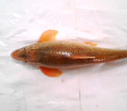 澳洲特产鱼 澳洲特色鱼种