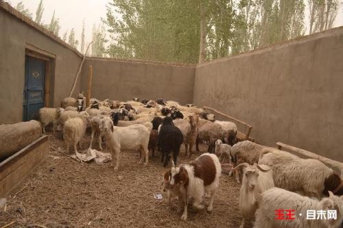 中东特产羊 进口便宜羊肉是什么羊