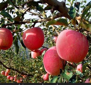 新疆特产阿克苏苹果 新疆阿克苏苹果为啥这么甜