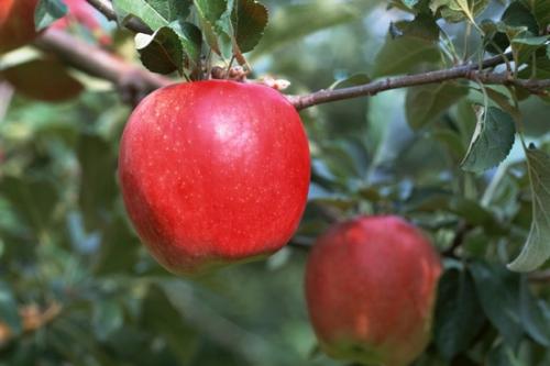 介绍一种家乡特产水果苹果 