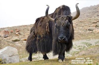 牦牛肉干西藏特产味道很奇怪 西藏正宗风干牦牛肉干哪里能买到
