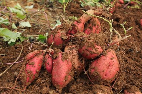 家乡特产手工红薯粉 正宗乡里手工红薯粉25一斤