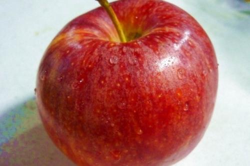 海南特产苹果品种介绍 海南水果苹果哪个品种好