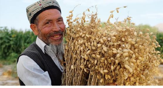 新疆阿克苏土特产是什么 新疆阿克苏特产多少钱一斤
