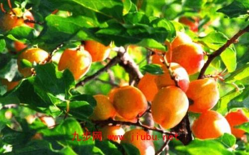 新疆特产甜杏干怎么吃 新疆特产杏干怎么吃最好