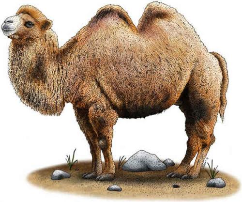 新疆水果特产骆驼logo 新疆特产logo图