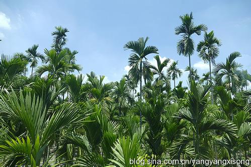 槟榔特产有哪些品种 一般槟榔有几种品种叫法