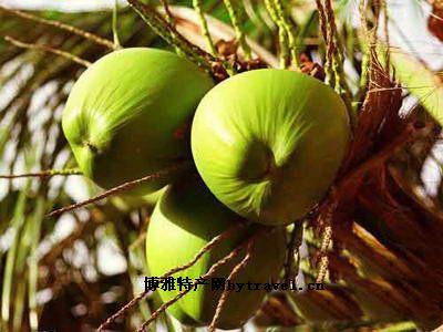 椰子是什么地方特产 四川出产椰子吗