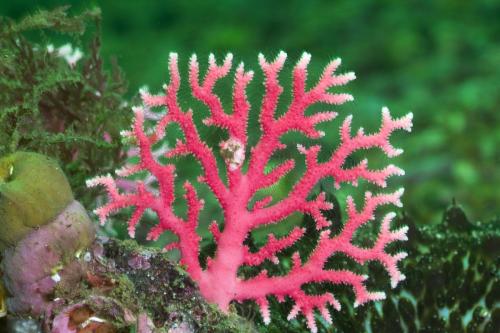 利比里亚特产红珊瑚 红珊瑚项链图片