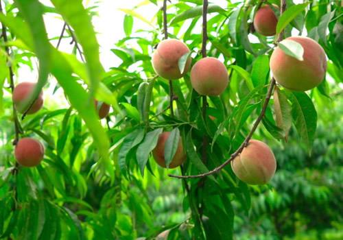 仙桃土特产批发市场在哪个位置 仙桃批发市场在哪