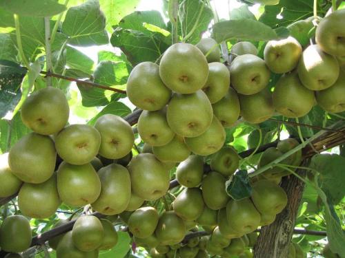 猕猴桃是哪里的土特产品 猕猴桃的产地在中国哪里