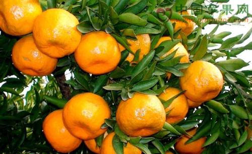 宜昌的特产橘子文案 宜昌有名的橘子