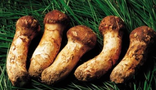 新鲜松茸菌云南特产菌菇 云南最好的深山菌菇