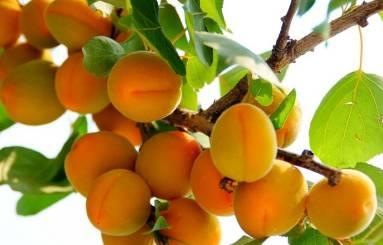 澳门特产杏桃果 澳门水果特产有哪些