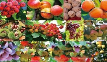 山西平谷特产水果 山西十大最好水果